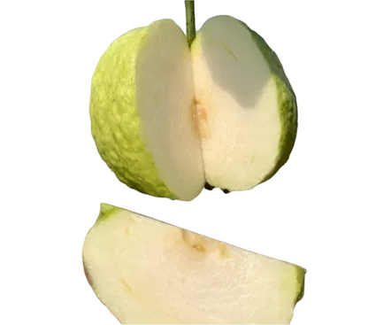 White Diamond Guava Fruit Plant - Psidium Guajava