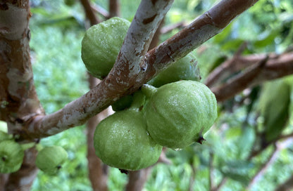 White Jaboticaba Fruit Plant - Plinia Aureana