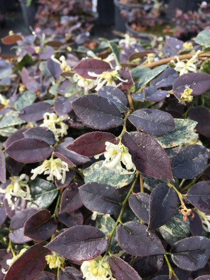 White Loropetalum Flowering Plant - Loropetalum Chinense Rubrum
