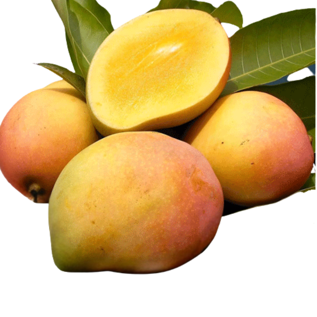 Olor Mango Fruit Plant - Mangifera Indica