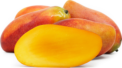 Xi Shi Mango Fruit Plant - Mangifera Indica