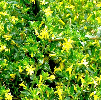 Yellow Cuphea Flowering Plant - Cuphea Hyssopifolia