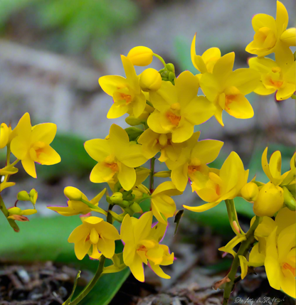 Ground Orchid G043 Flowering Plant - Spathoglottis Plicata