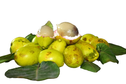 Yellow Matoa Fruit Plants - Pometia Pinnata