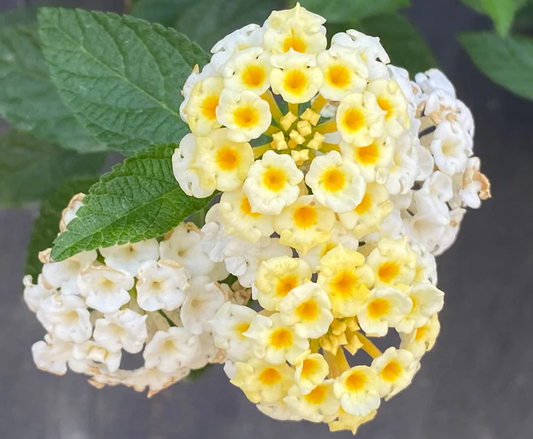 Yellow White Lantana Flowering Plant - Lantana Camara Bandana