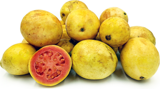 Yellow Creamy Guava Fruit Plant