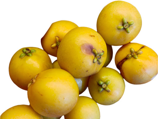 Yellow Kokam Fruit Plant
