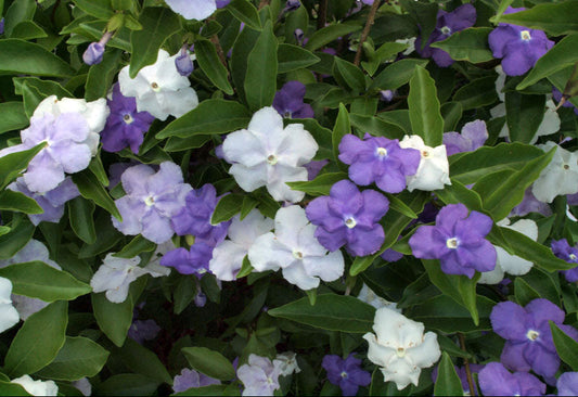 Yesterday, Today and Tomorrow Flowering Plant - Brunfelsia Pauciflora