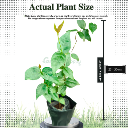 Zill Dark Cherry Fruit Plant - Eugenia Uniflora