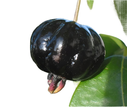 Zill Dark Cherry Fruit Plant - Eugenia Uniflora