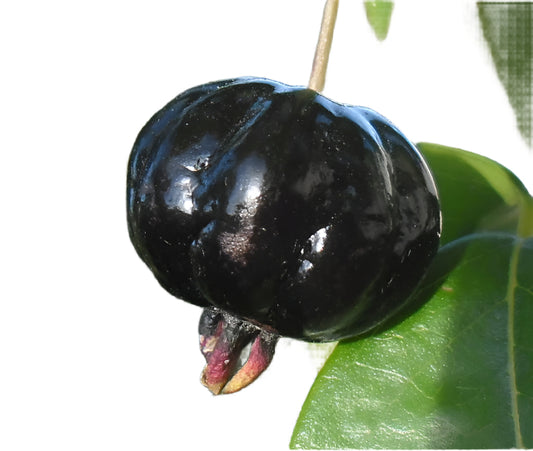 Zill Dark Cherry Fruit Plant