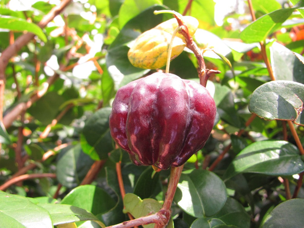 Zill Dark Cherry Fruit Plant - Eugenia Uniflora
