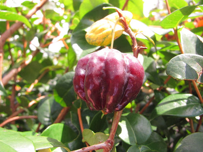 Zill Dark Cherry Fruit Plant - Eugenia Uniflora