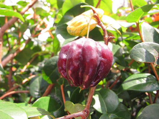 Zill Dark Cherry Fruit Plant - Eugenia Uniflora