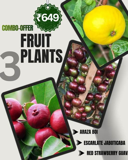 3 Fruit Plant Combo - Only ₹649