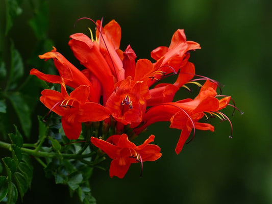 Tecoma Orange - Tecomaria Capensis