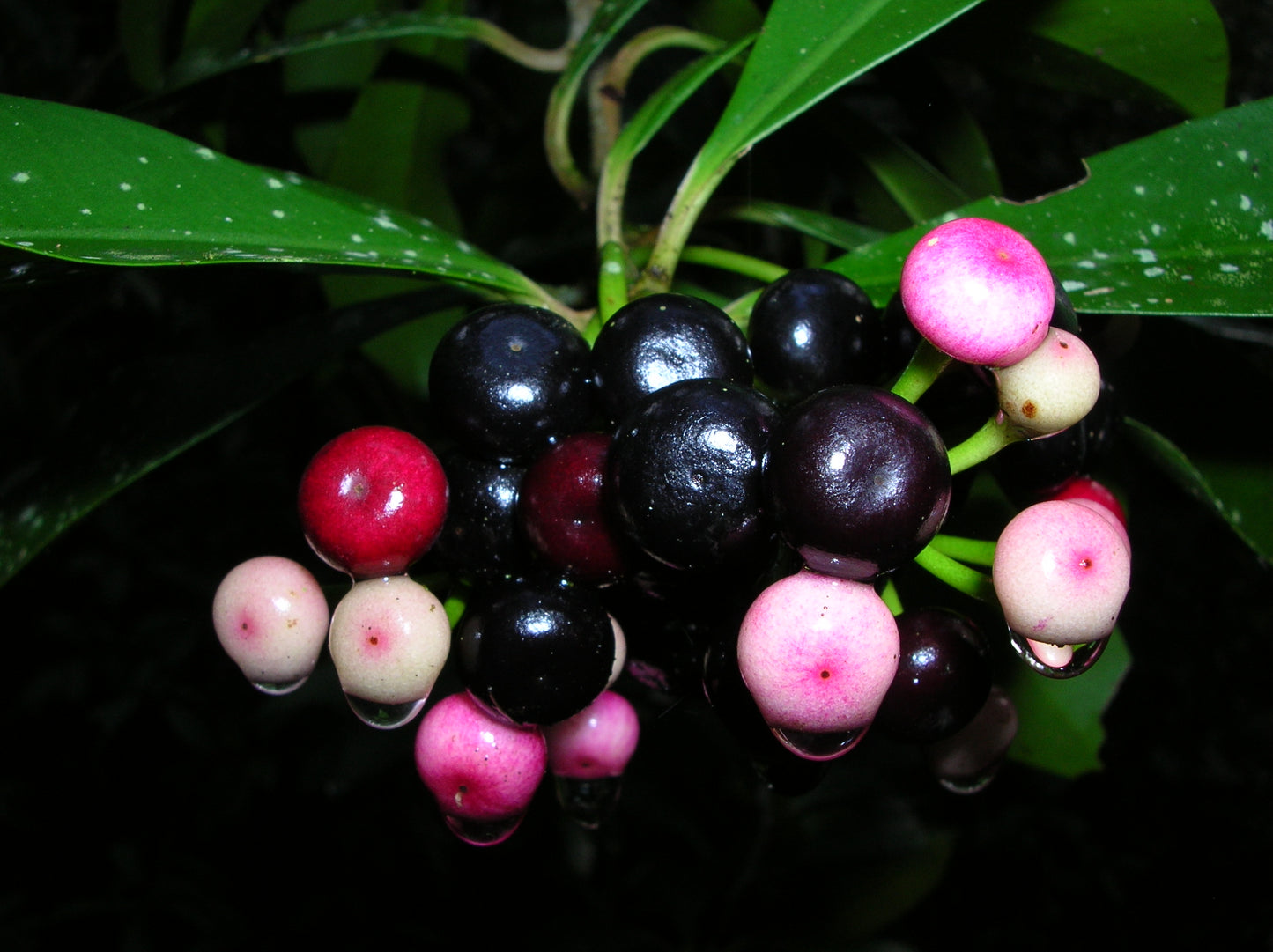 Coral Berry Fruit Plants - Ardisia Elliptica