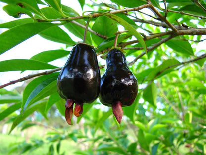 Cherry of the Rio Grande Fruit Plant - Eugenia Involucrata