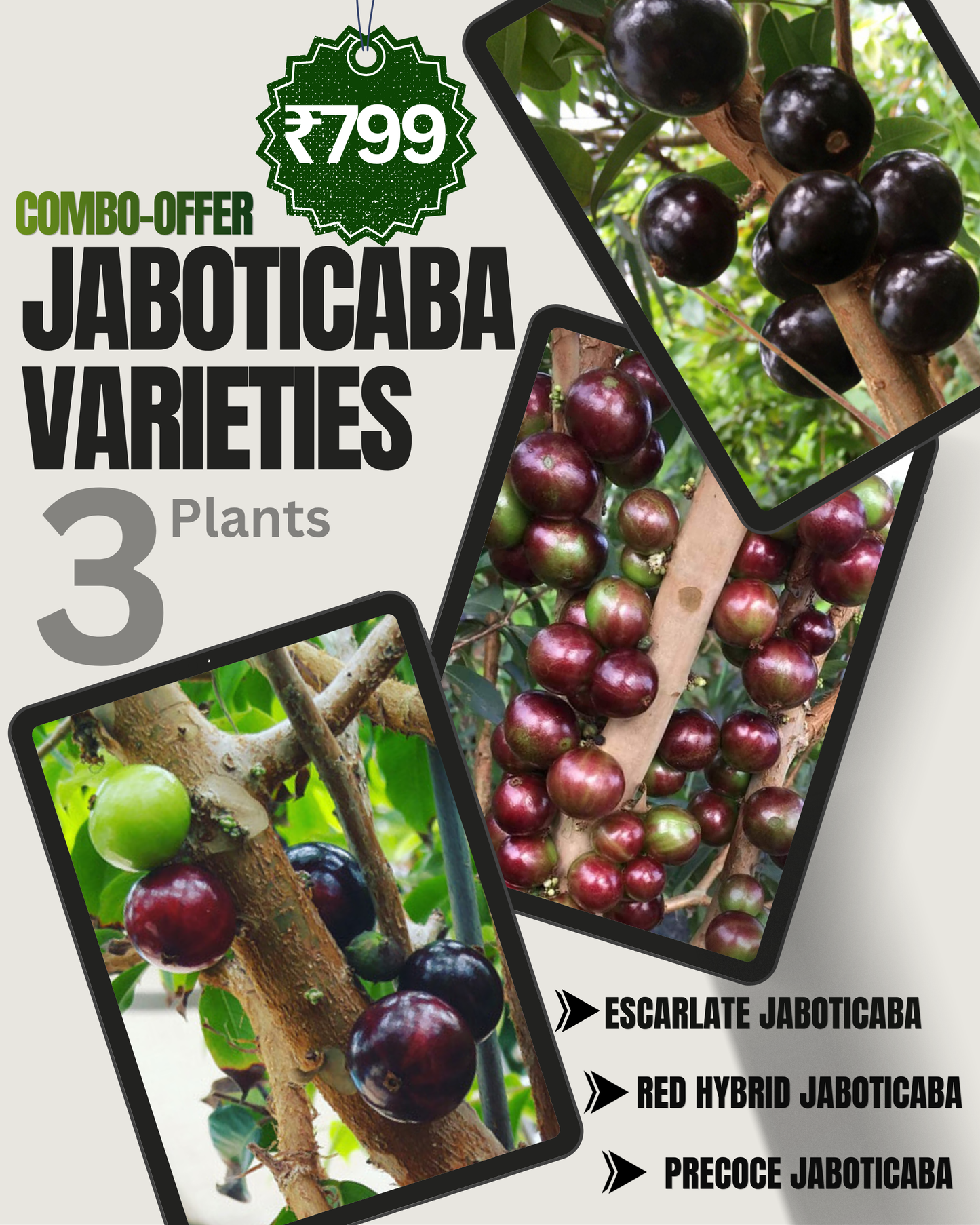 Jaboticaba Varieties 3 Fruit Plant Combo - Only ₹799