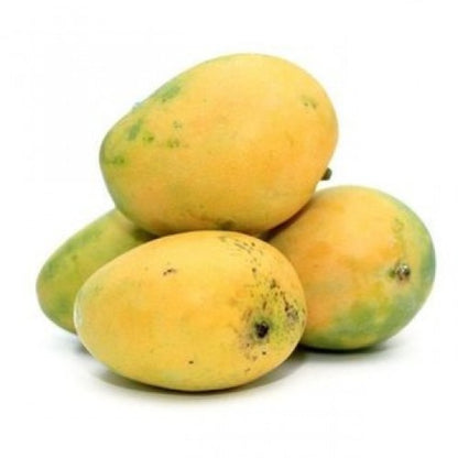 Neelam Mango Fruit Plant - Mangifera Indica