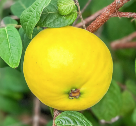 Araza fruit A1