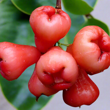 Thai Pink Water Apple Fruit Plant - Syzygium Aqueum