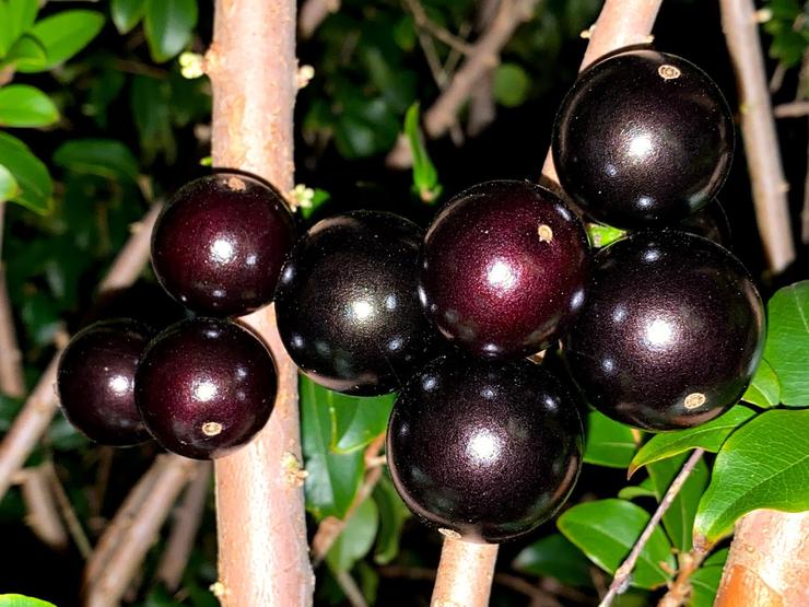 Sabara Jaboticaba Fruit Plant - Plinia cauliflora