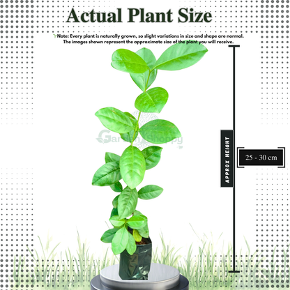 Yellow Strawberry Guava Fruit Plant - Psidium Cattleianum